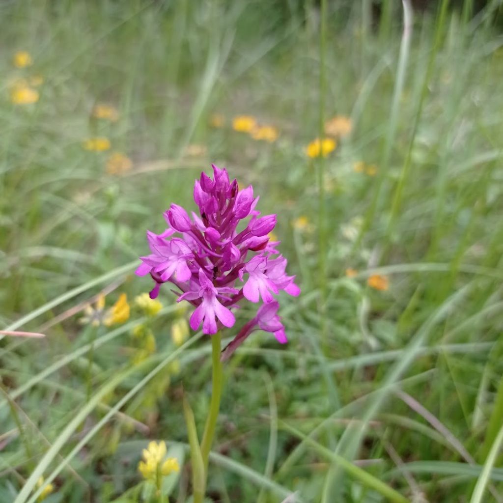 Anacamptis berica?